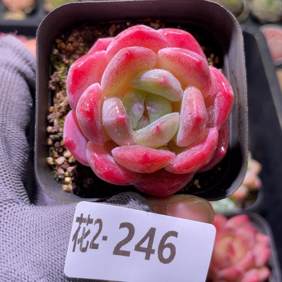 花利美 2-246冰糖