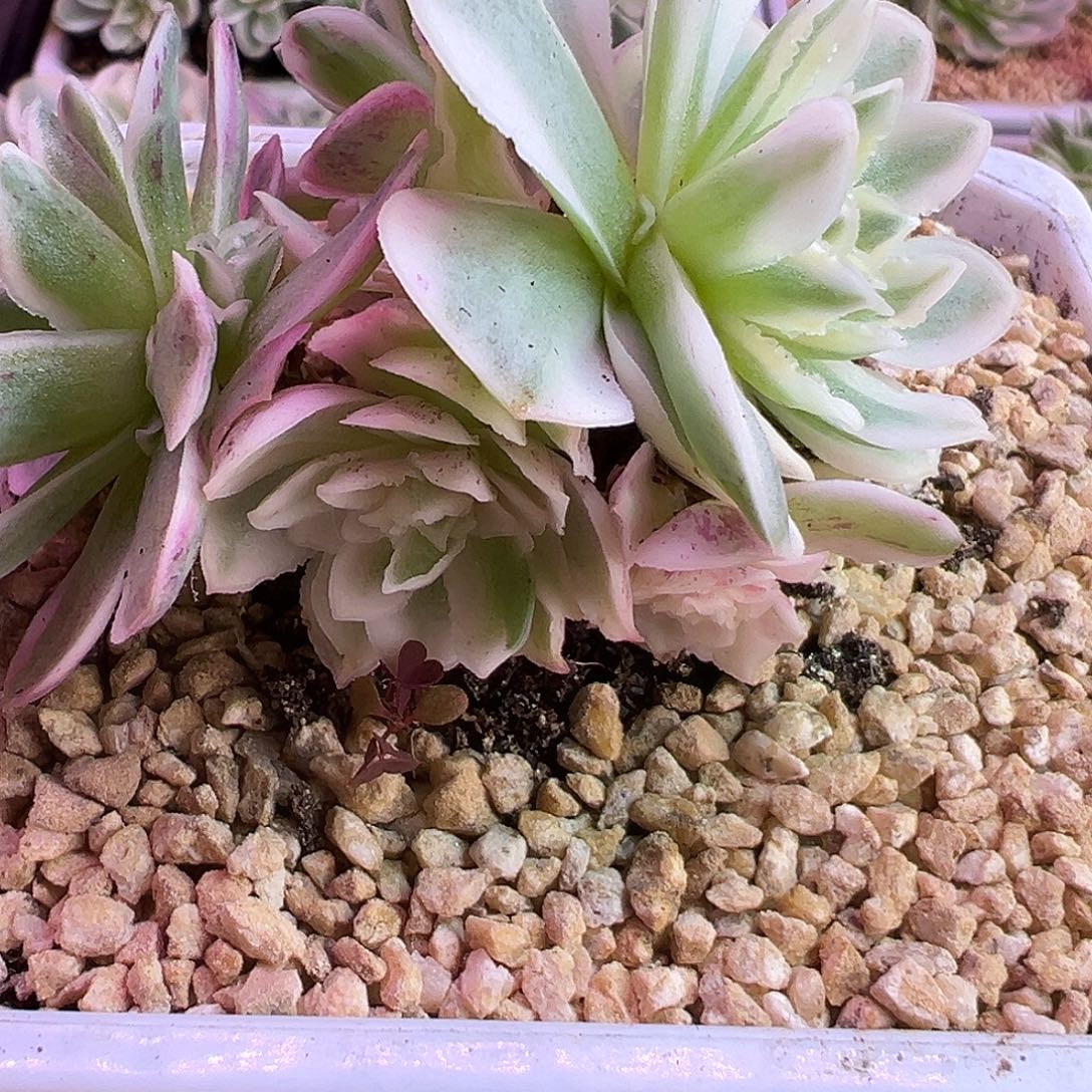 ****七山地玫瑰锦秋夕030号