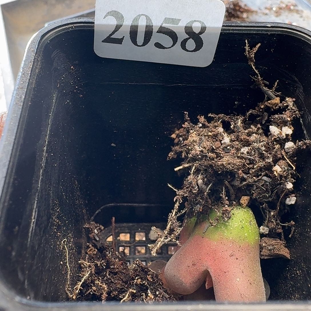 皮***丘2058红风铃6颗皮卡丘拍