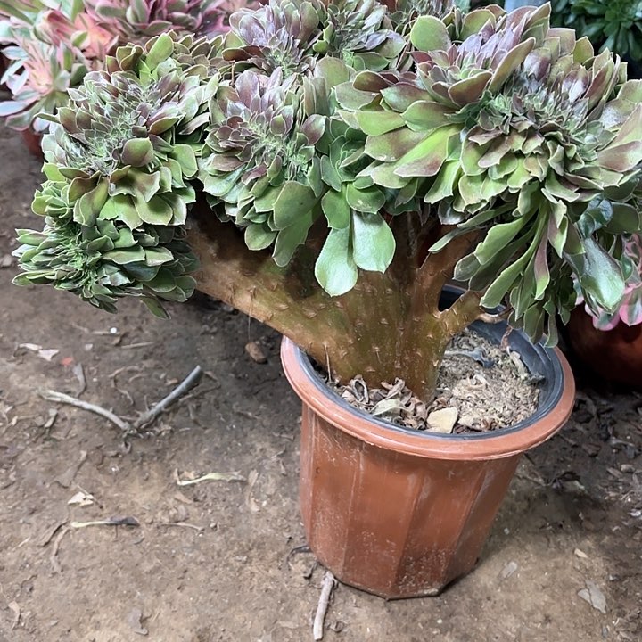 多肉植物玫瑰缀30