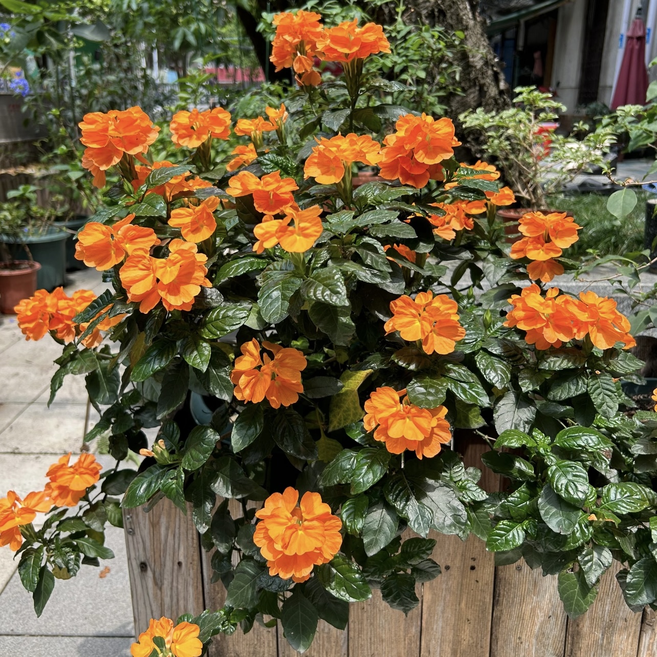 鸟尾花橙色【1加仑】盆栽花卉庭院阳台新手易养护爆花强抗晒