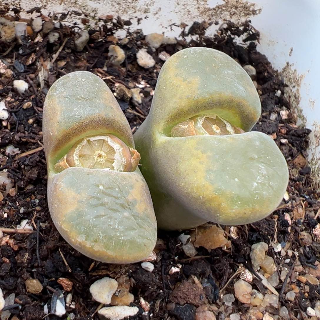 1.17好看的多肉334