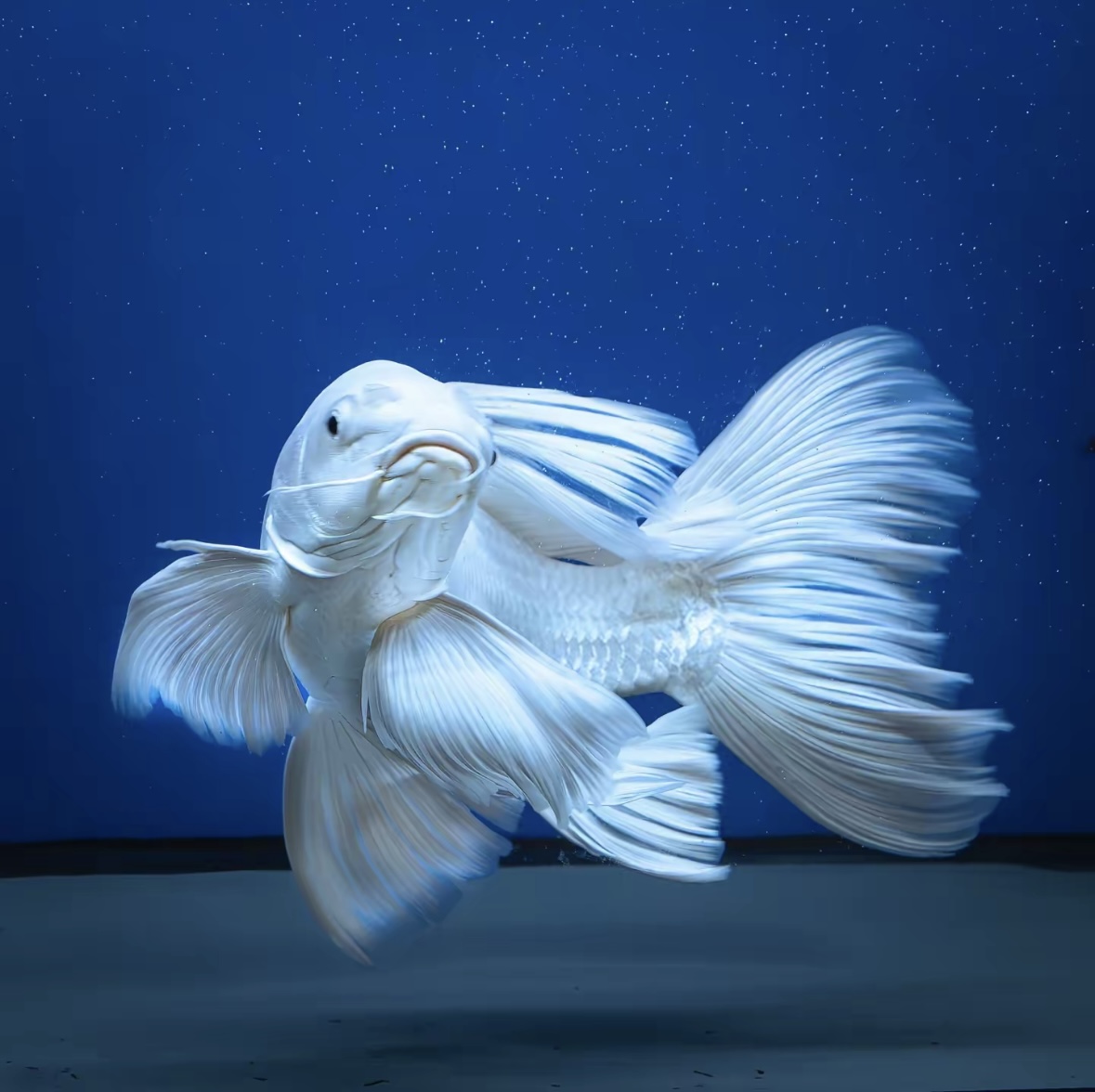 0-100号首选精品蝴蝶鲤观赏鱼渔场一手一定录开箱视频