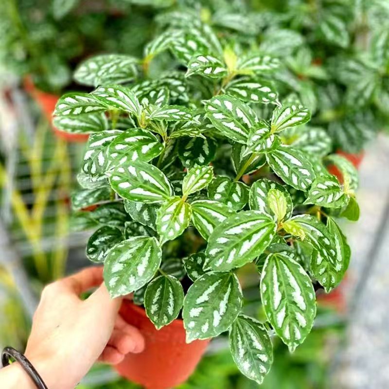 冷水花 厨房植物 冰雪花净化空气吸油烟耐阴室内绿植盆栽花卉植物