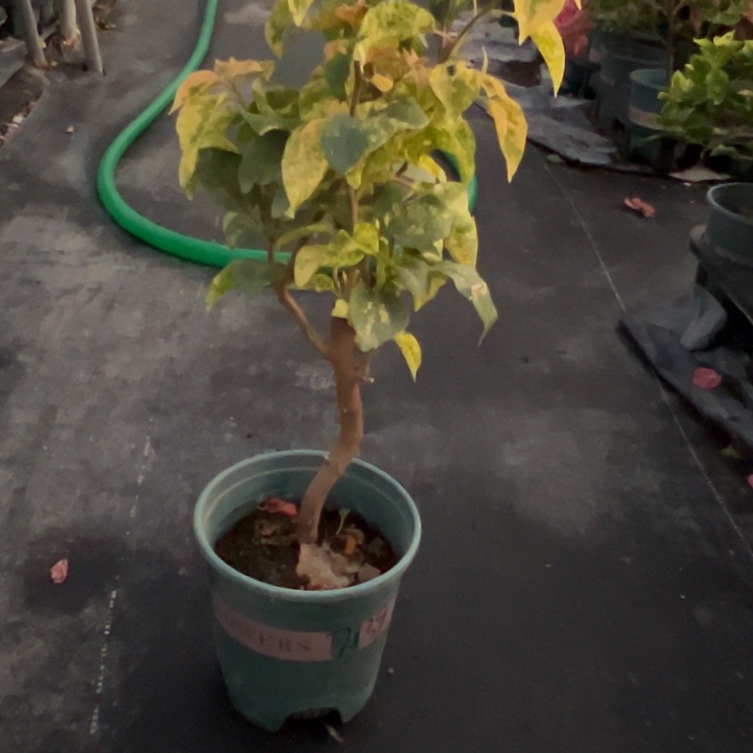 了***淸完全开放雪花橙 造型 7139   