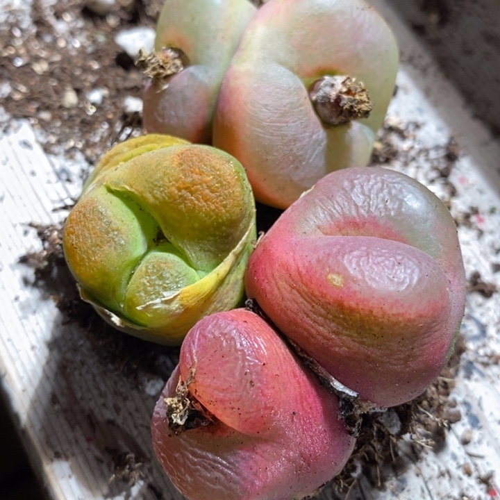 13228有伤一组一组