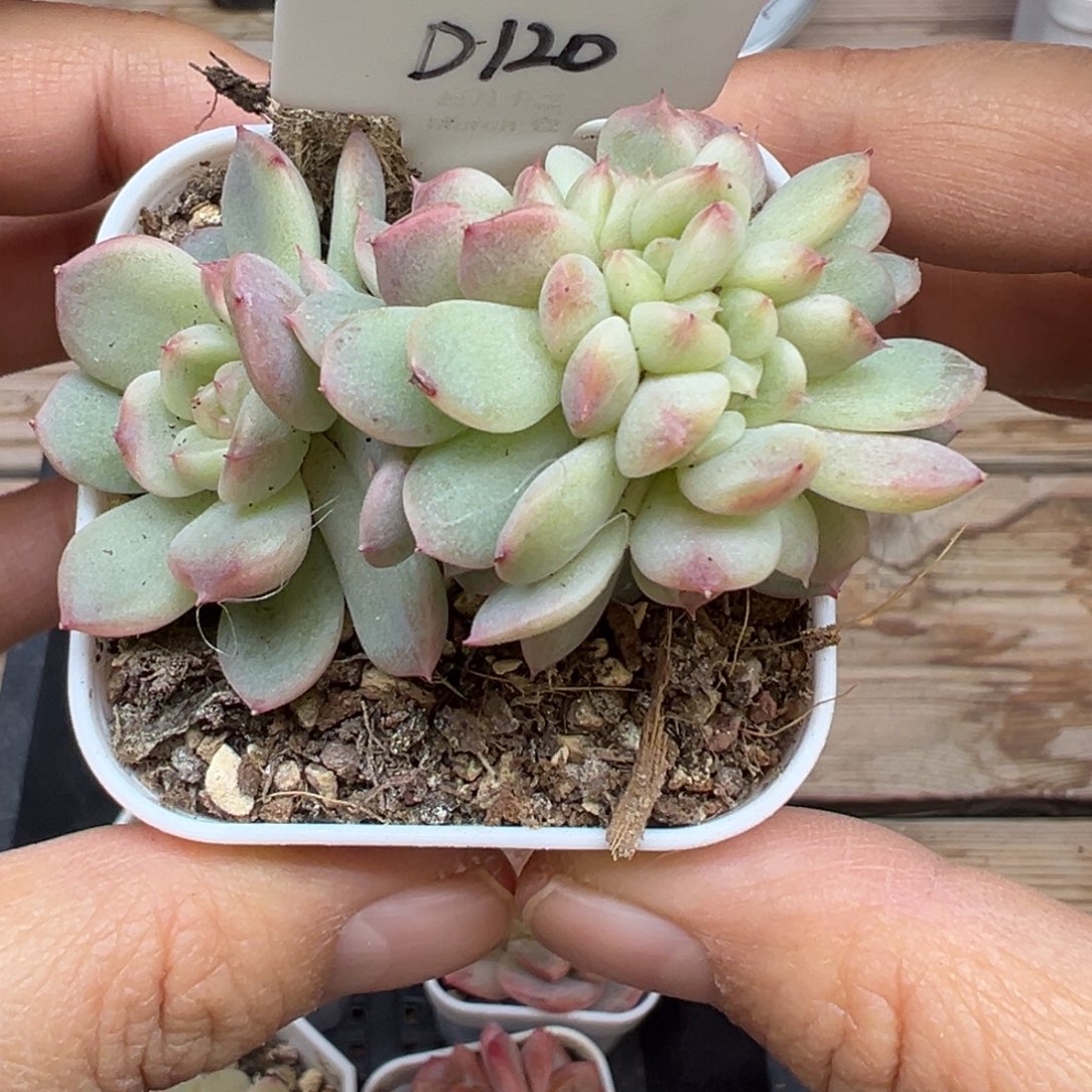 ****.120号缀化晗雨多肉植物