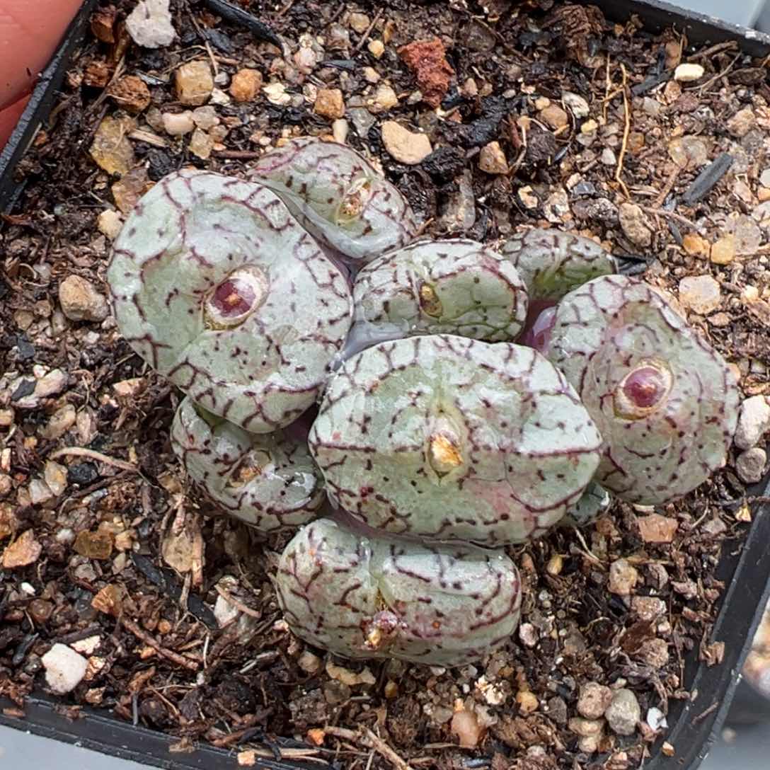 2.3好看的多肉a230