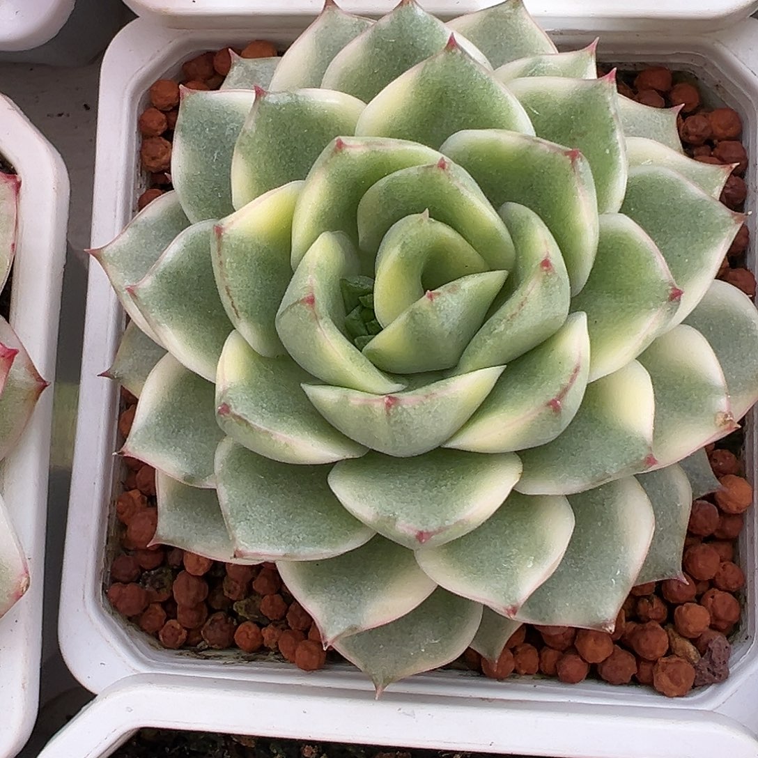 满38包邮爱丽卡多肉