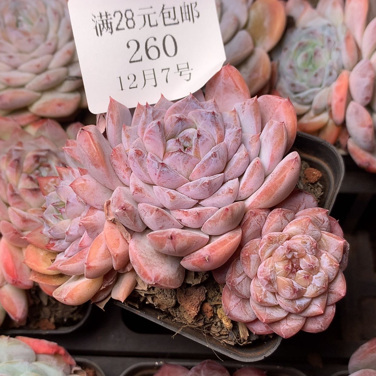 【闪购商品】云260号