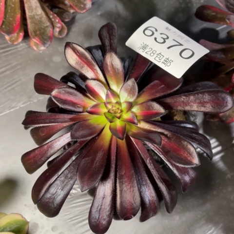 魔法多肉多肉6370