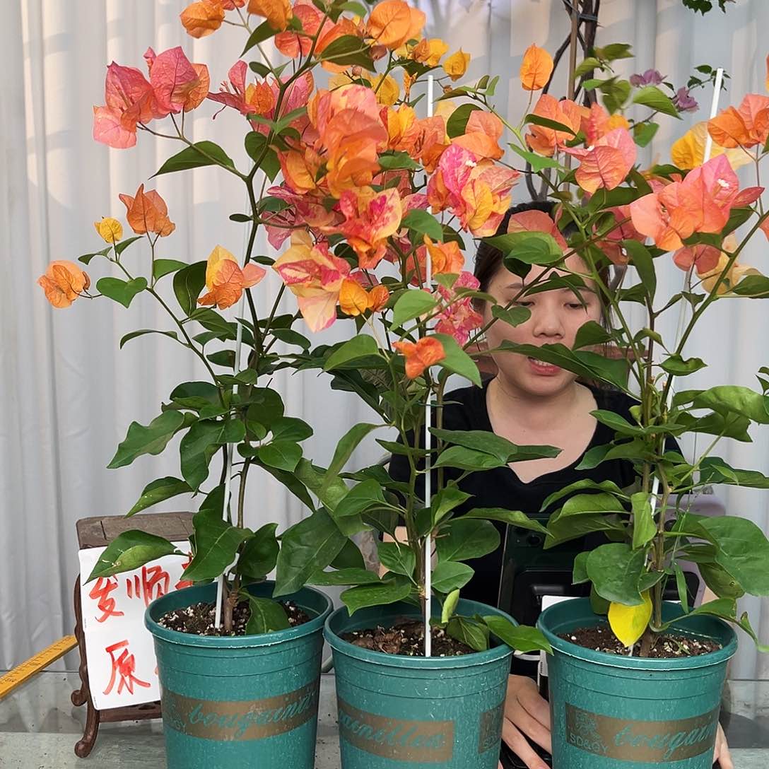 当前无花栽培后可以开花阿达娜带竹一颗