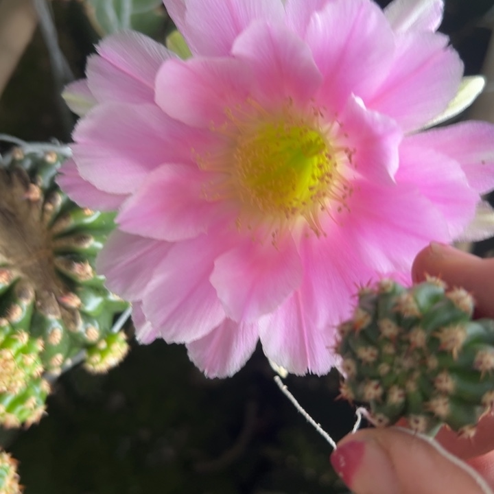 48丽花135歪无根侧芽3公分左右20包邮