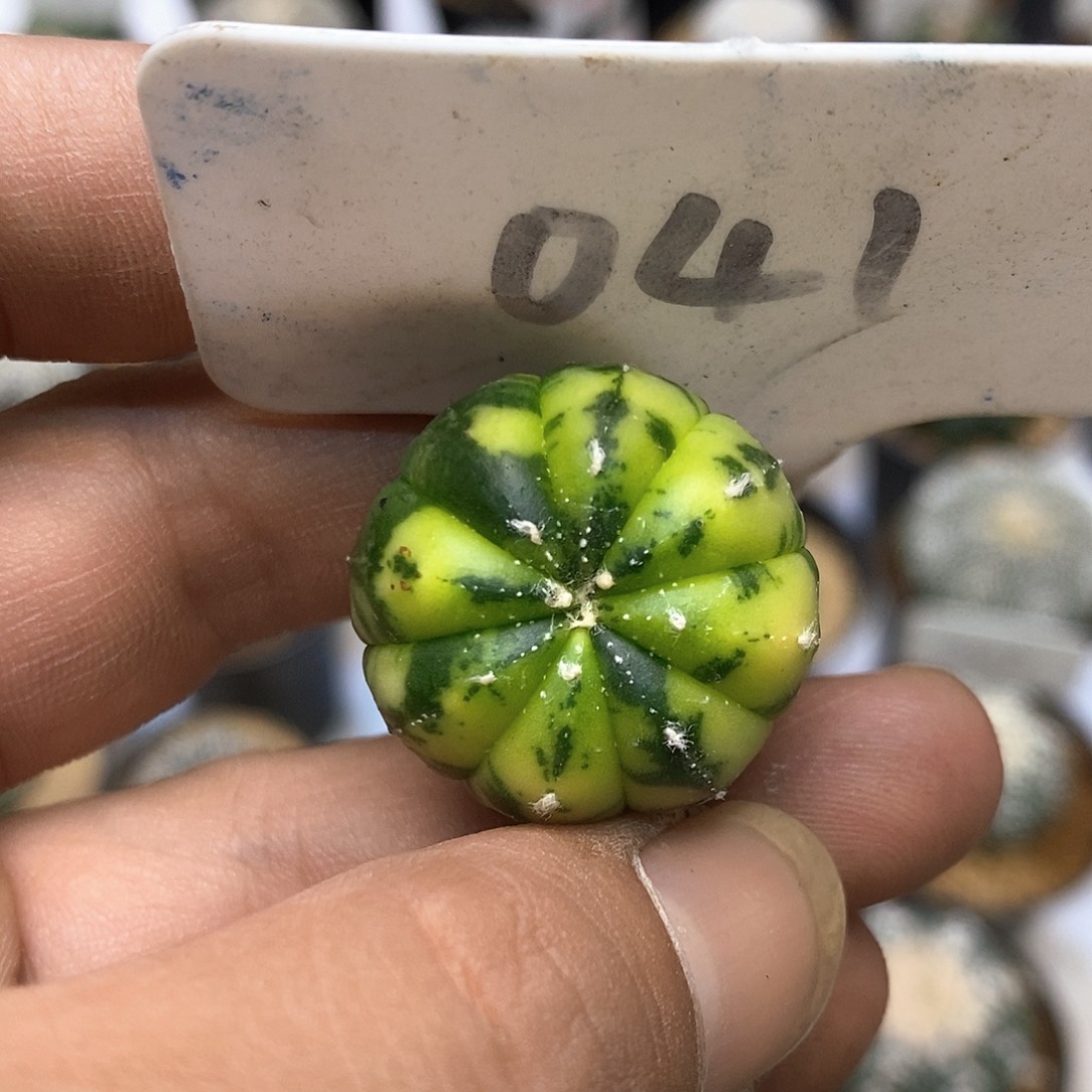 开播后我不喜欢吃特价