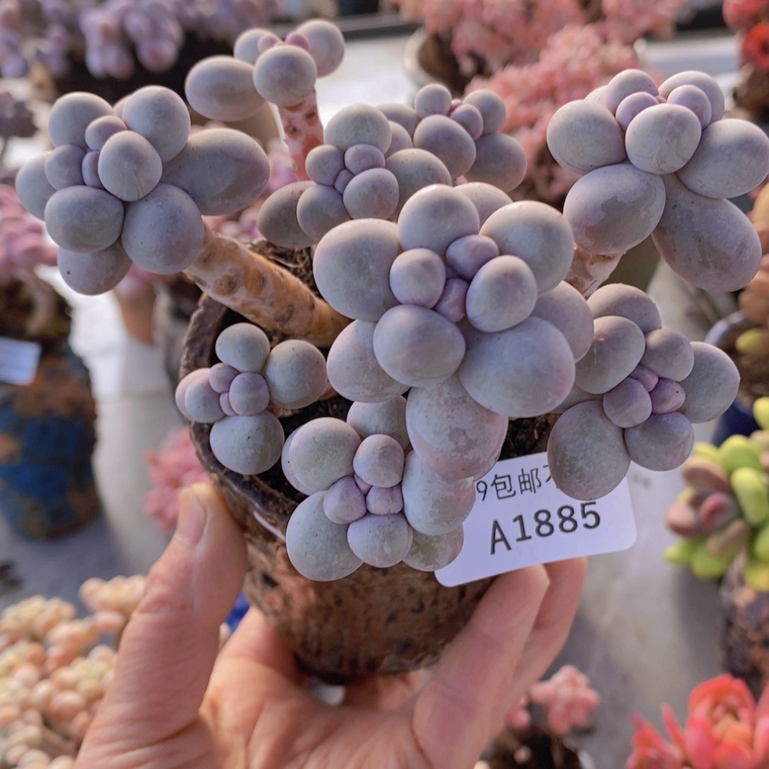 香水手指奶11cm1885多肉植物