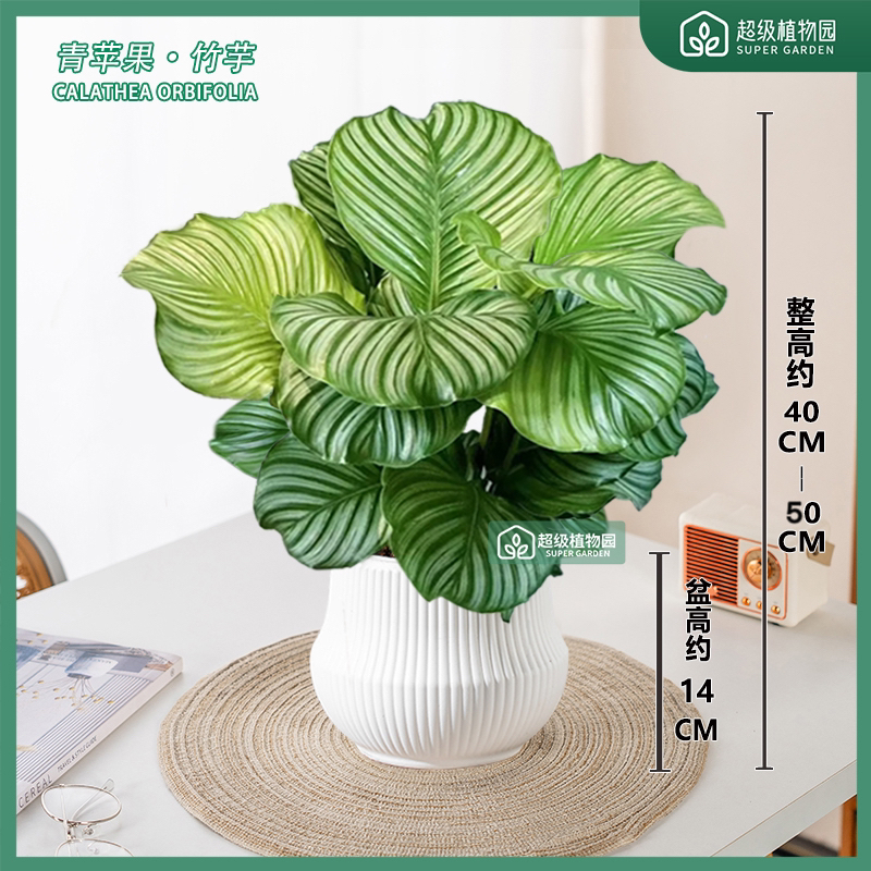 青苹果竹芋室内盆栽绿植客厅净化空气办公室四季常青好养耐看绿植