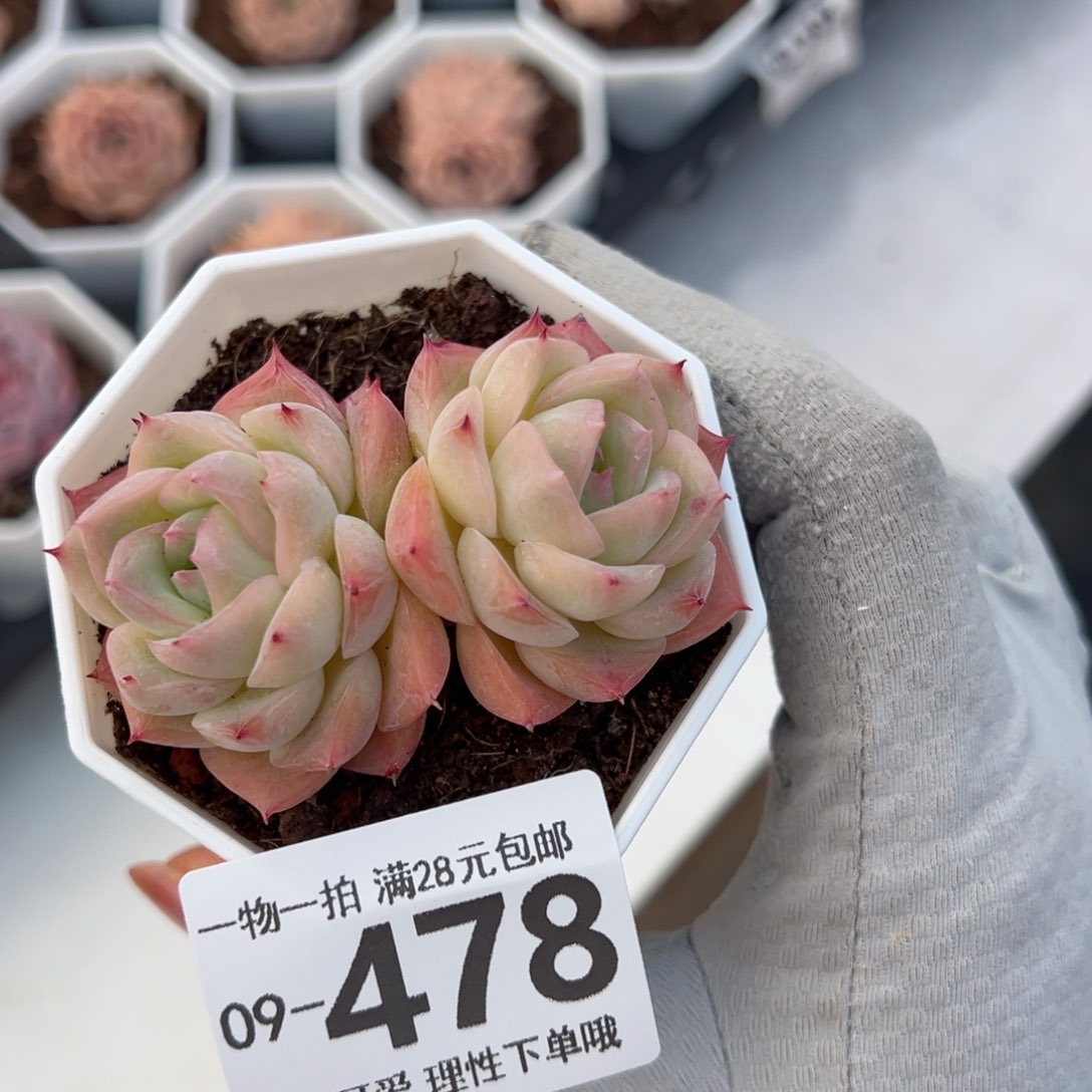 孤星多肉多肉多肉多肉