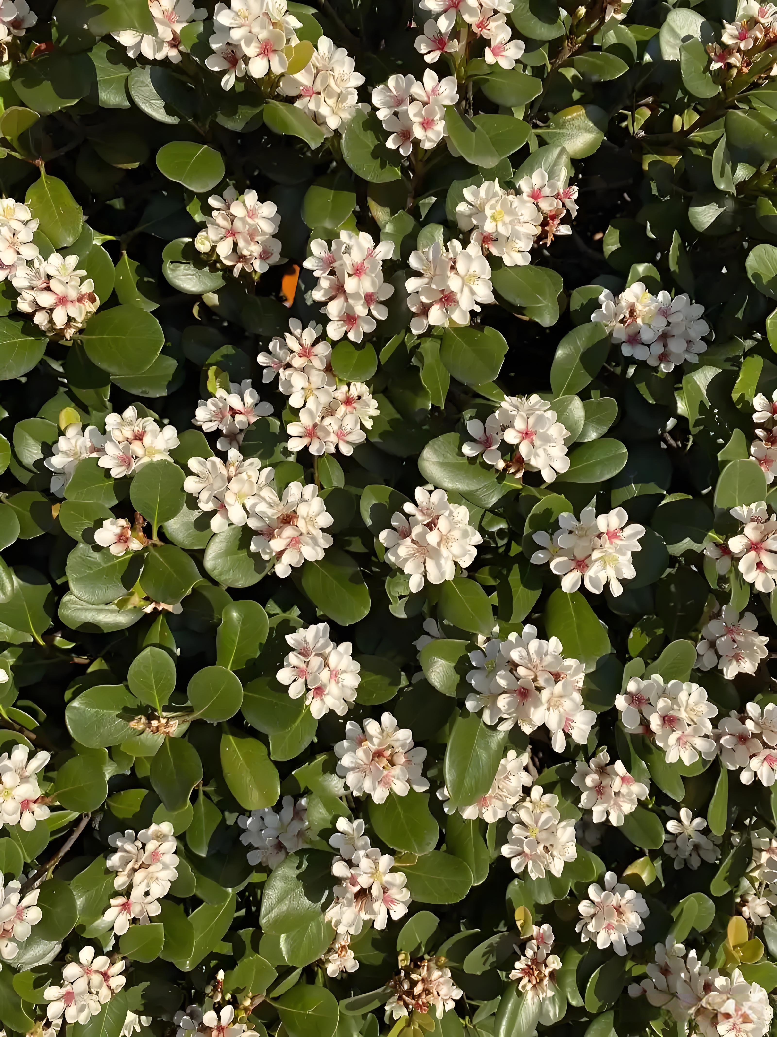 春花粉春石斑木高端绿植