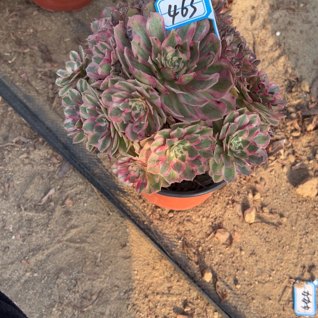 463半糖多肉植物法师多肉