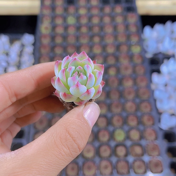 精品梦瑶多肉植物