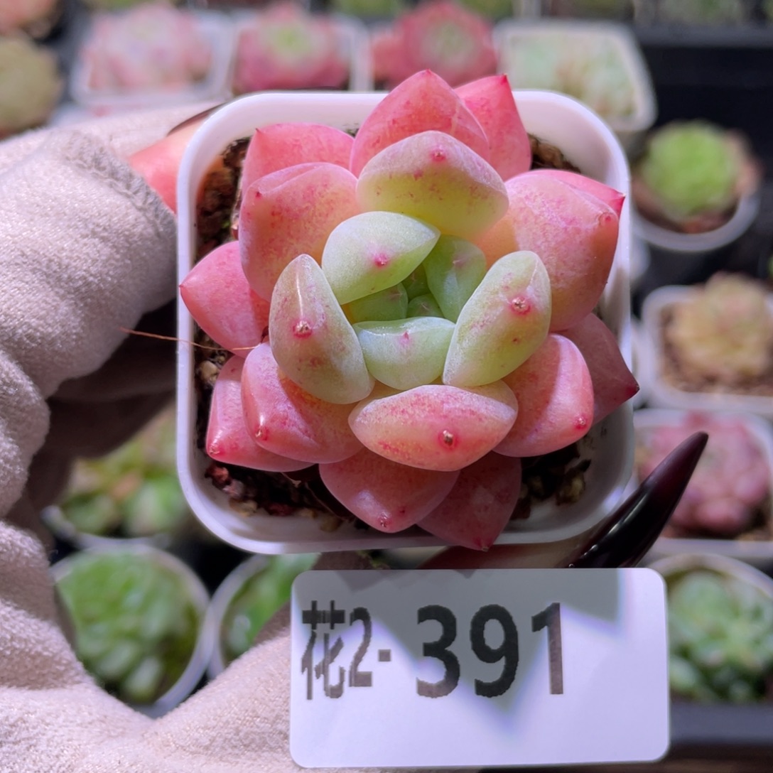 花利美2-391新品单头