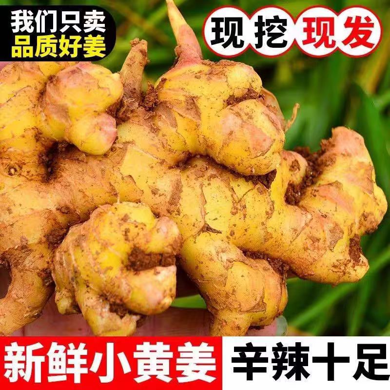 【许榕真专属】云南小黄姜高山高原净重生姜特产新鲜现挖当季蔬菜