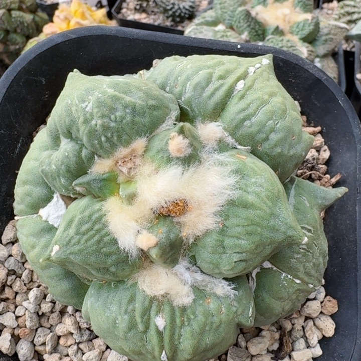 294自根大型蛋怒牡丹