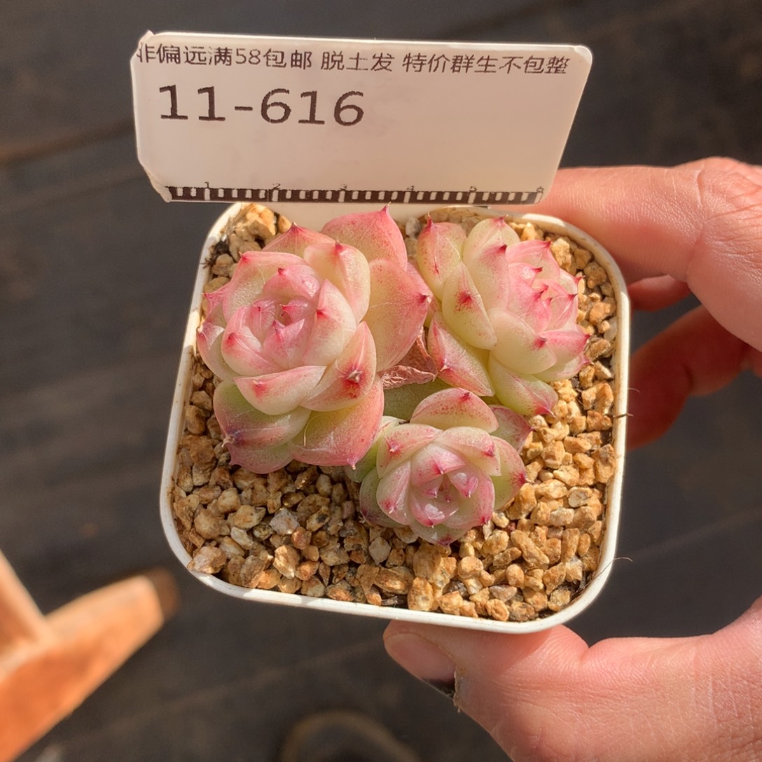 编号麦秆优选自然群58包邮不包整