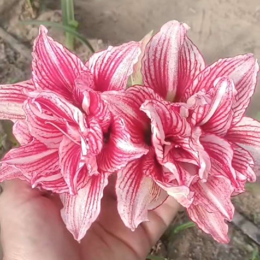 【紫晶之梦】自育白肋朱浪漫典雅的紫色系网纹喷点白肋新宠