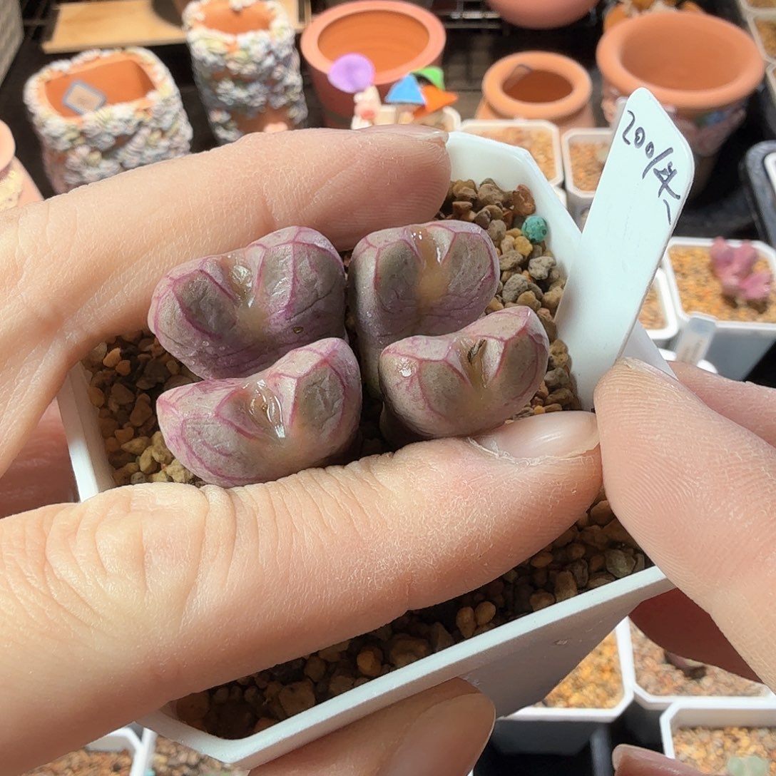 甜**?dy22 甜腻腻 雷神