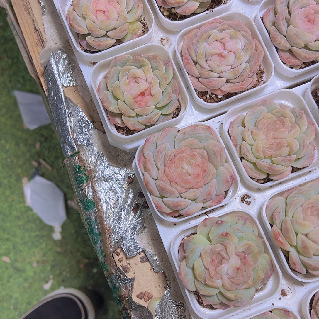 萌****6个双心良辰6个双心泡影