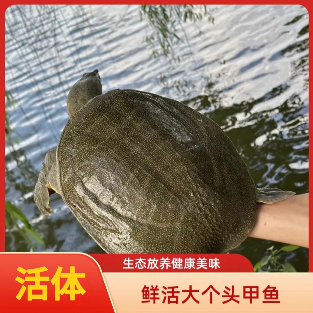 【精品生态老甲鱼】鲜活外塘甲鱼 冷链包邮包活发货到家