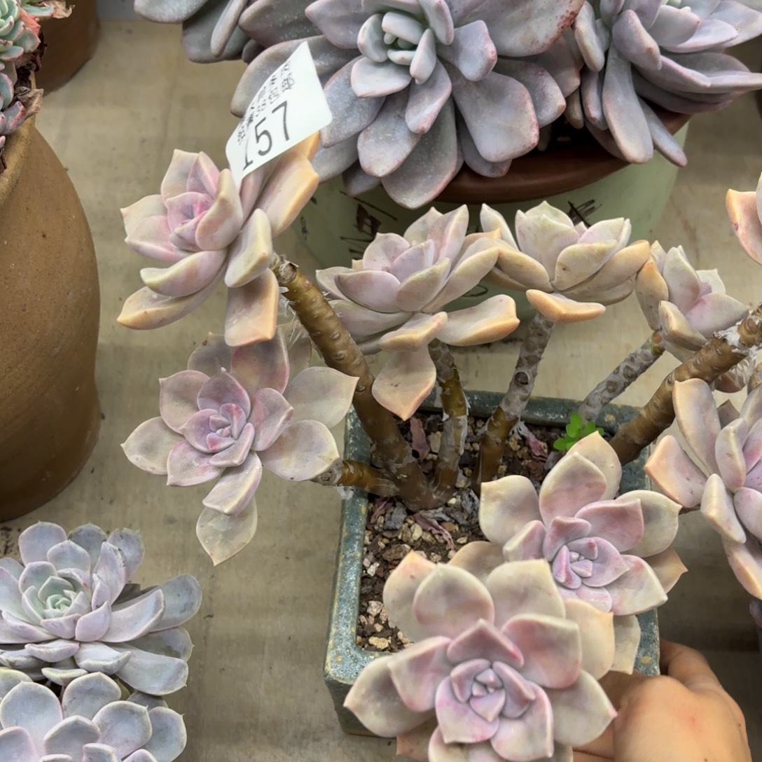 苏***打黑大帅多肉157紫了