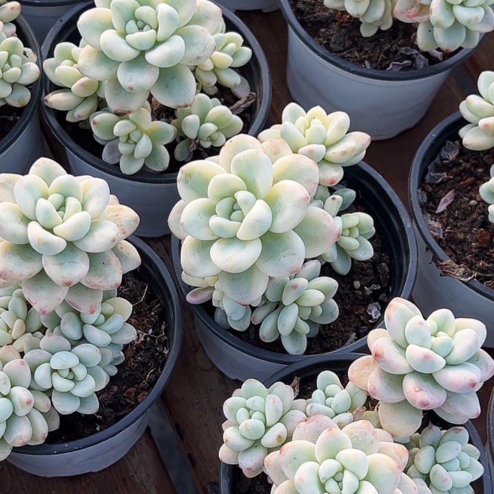 劳尔锦         福利多多