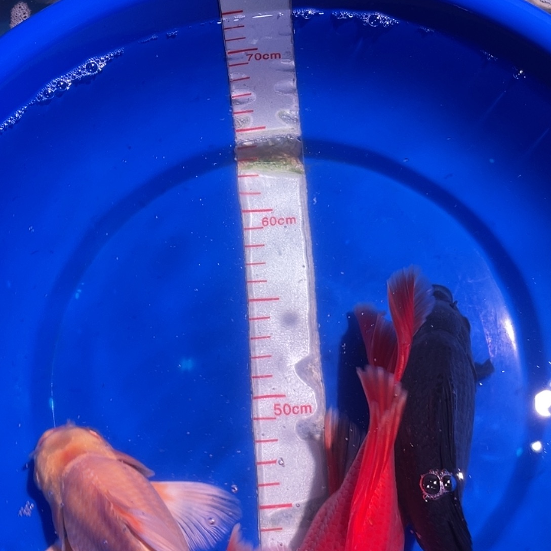 蝴蝶鲤一对一直播间