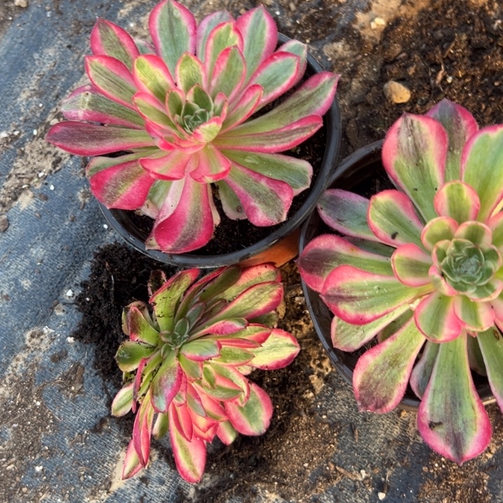 多肉植物空雀领3颗不售后