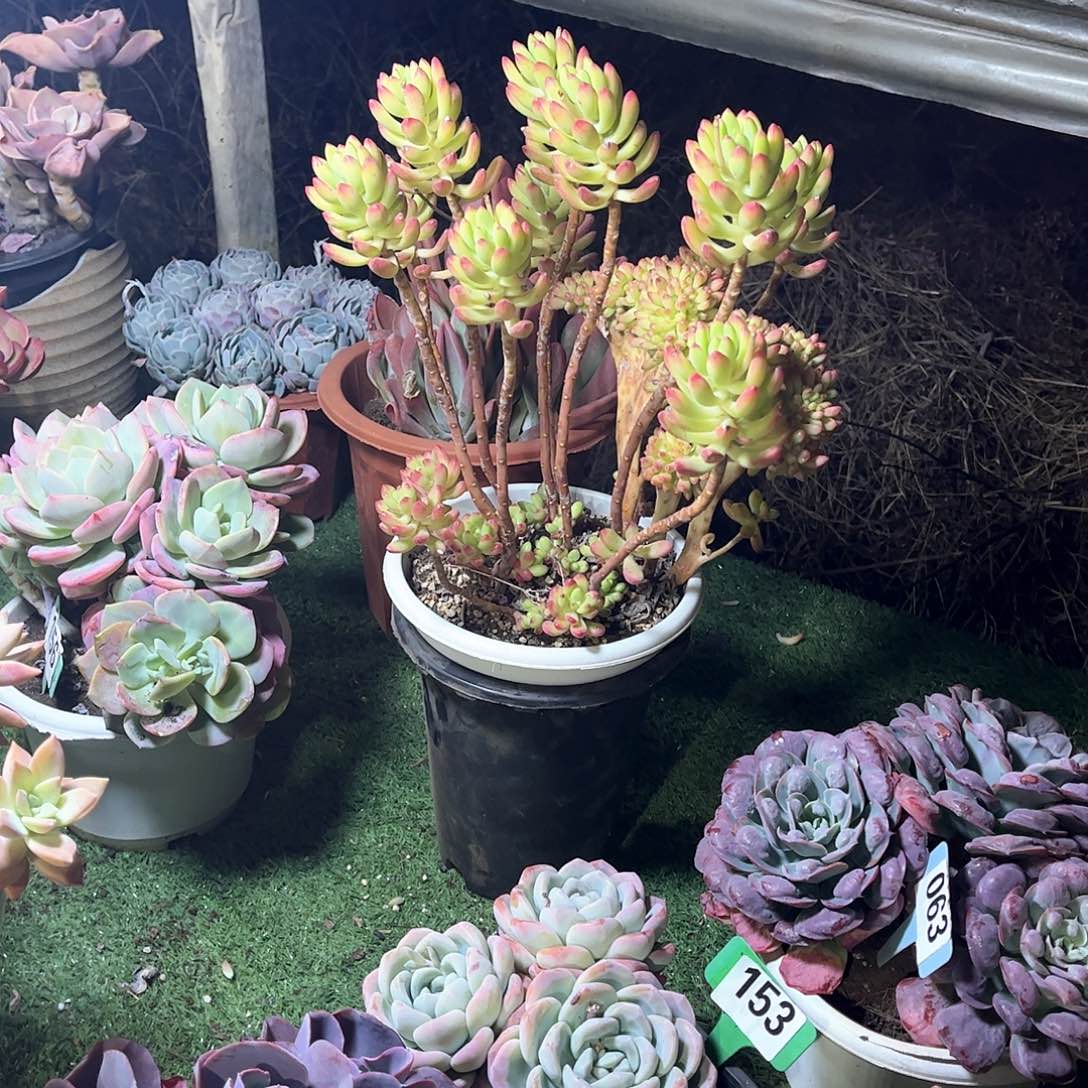 莲*春萌多肉植物保护36