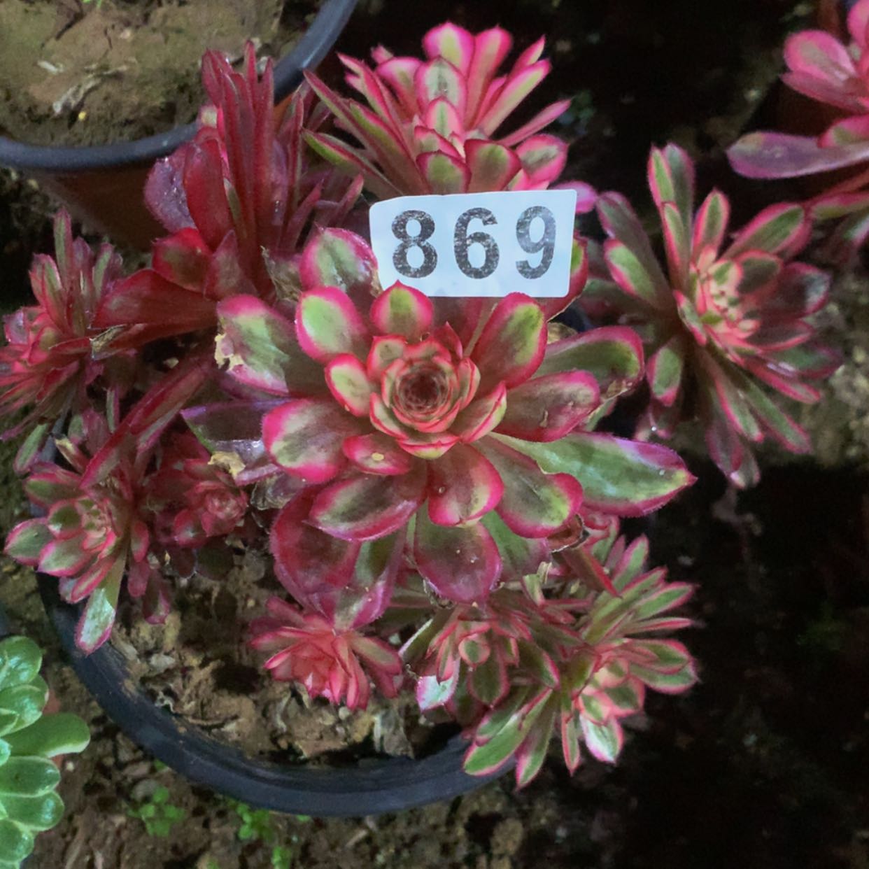 【闪购商品】冰*儿869白月光多肉