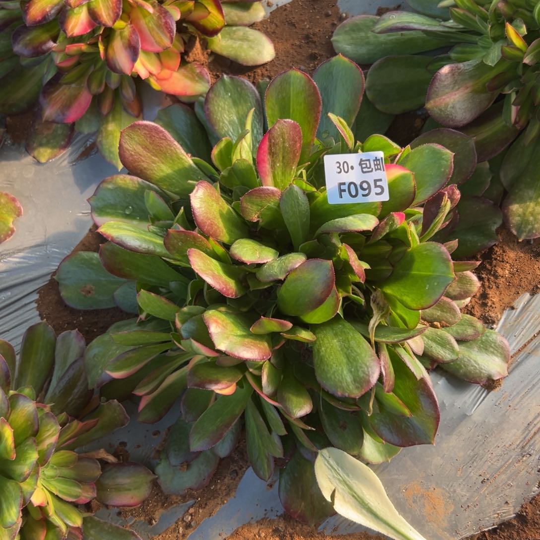 095邵修七彩多肉法师