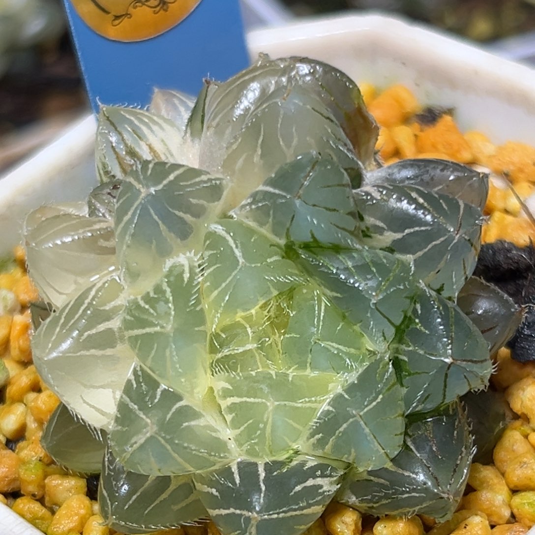 恭喜发财大吉大利913