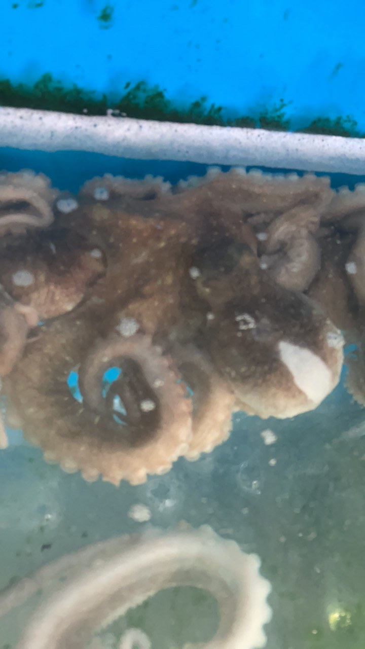 鲜活八爪鱼98元2斤