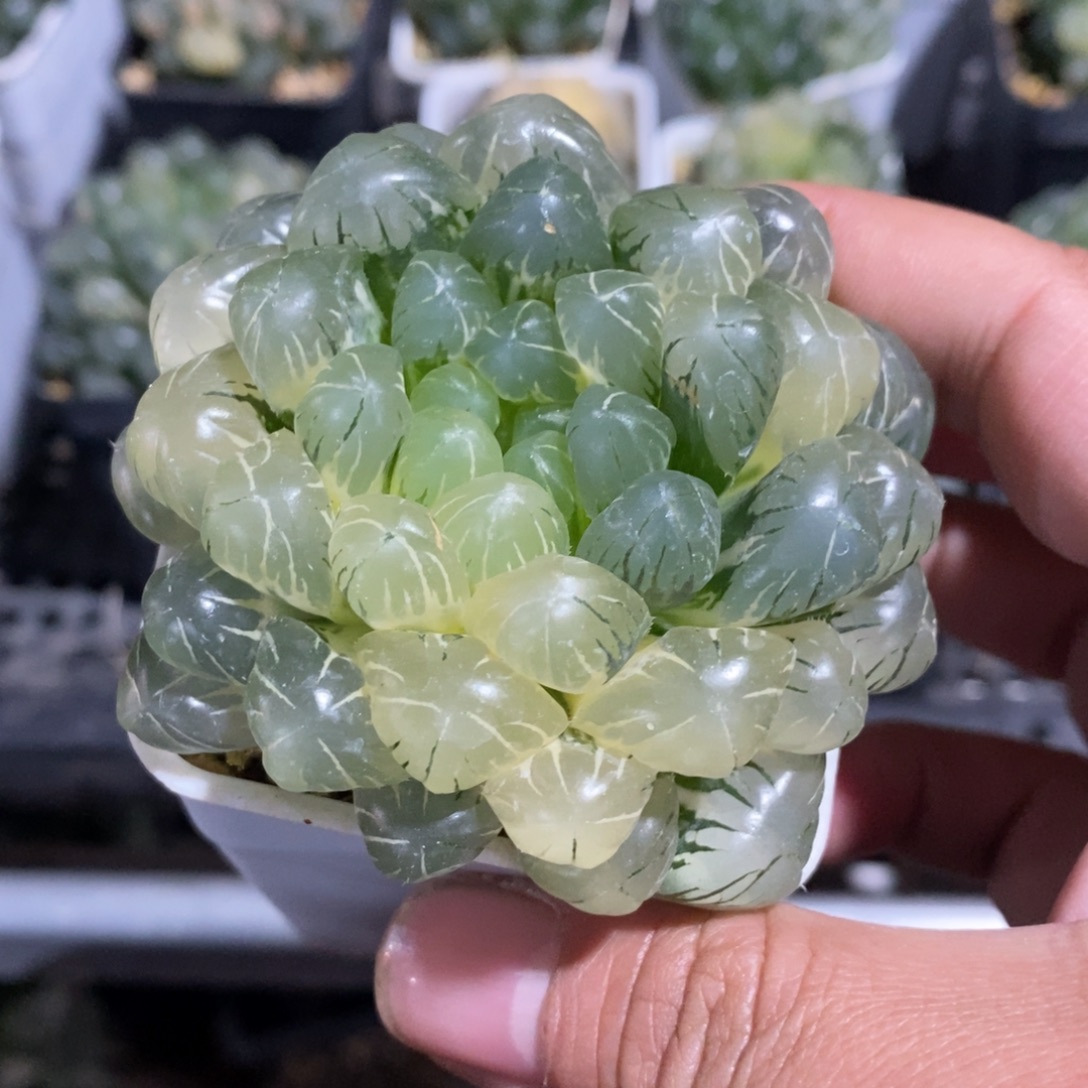 一颗湖水玉露锦 元旦福利