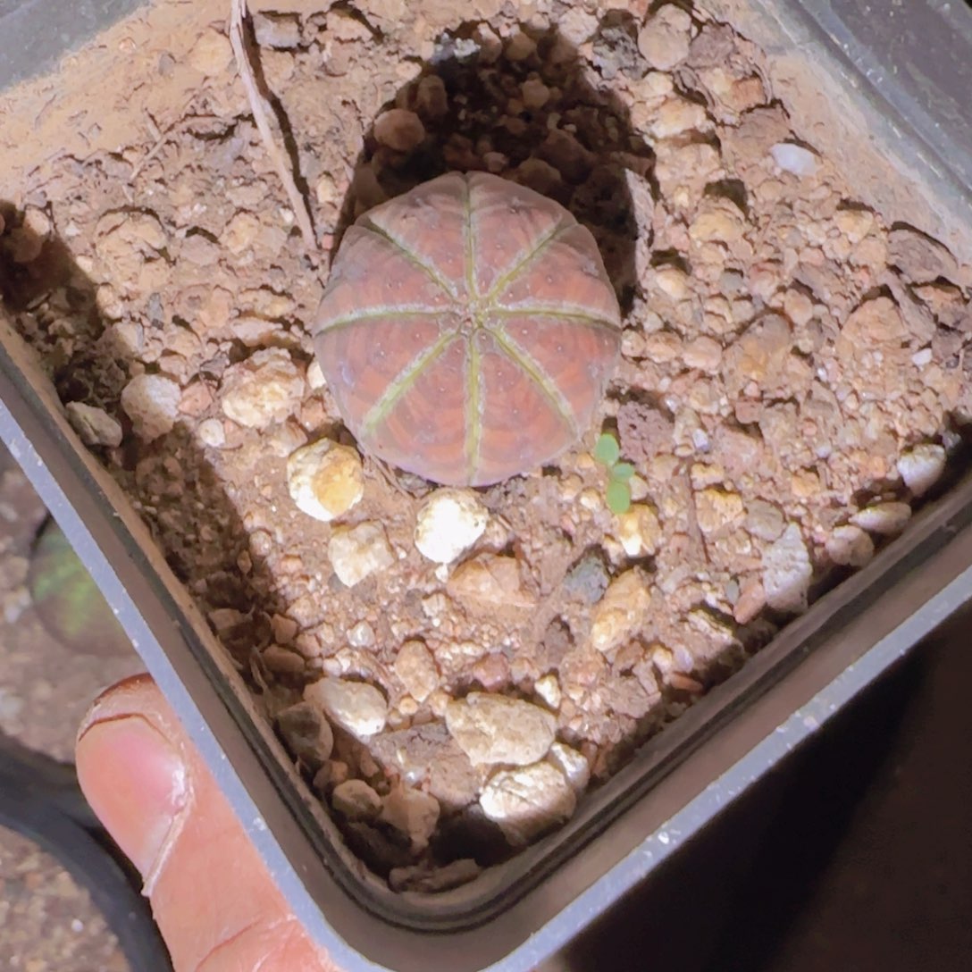 *****块根植物块根植物