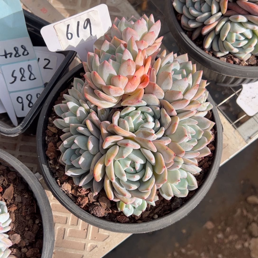 红陶卉**?619号多肉植物