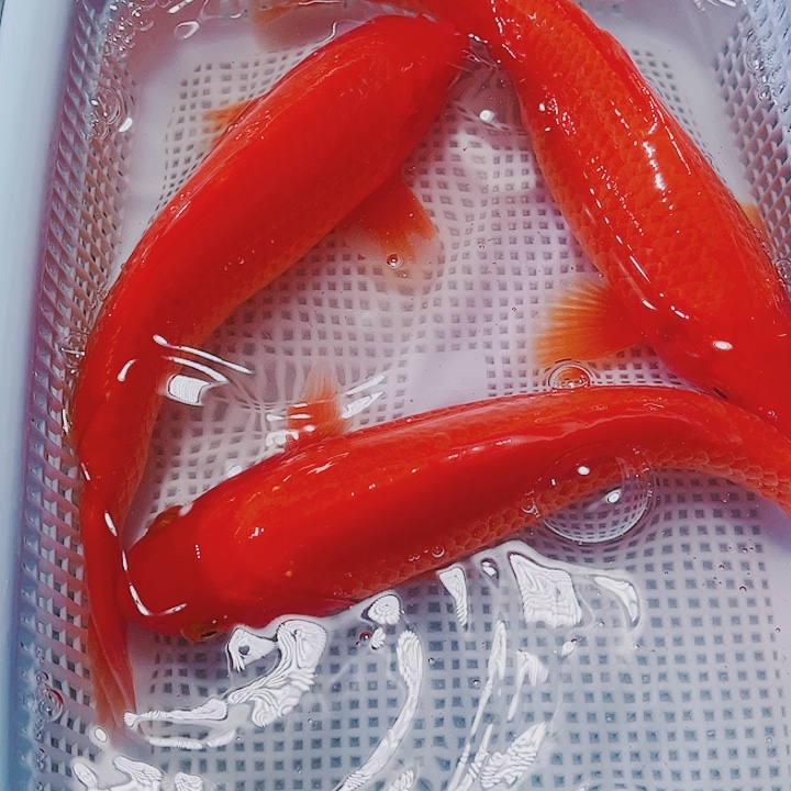 海水鱼锦鲤观赏鱼