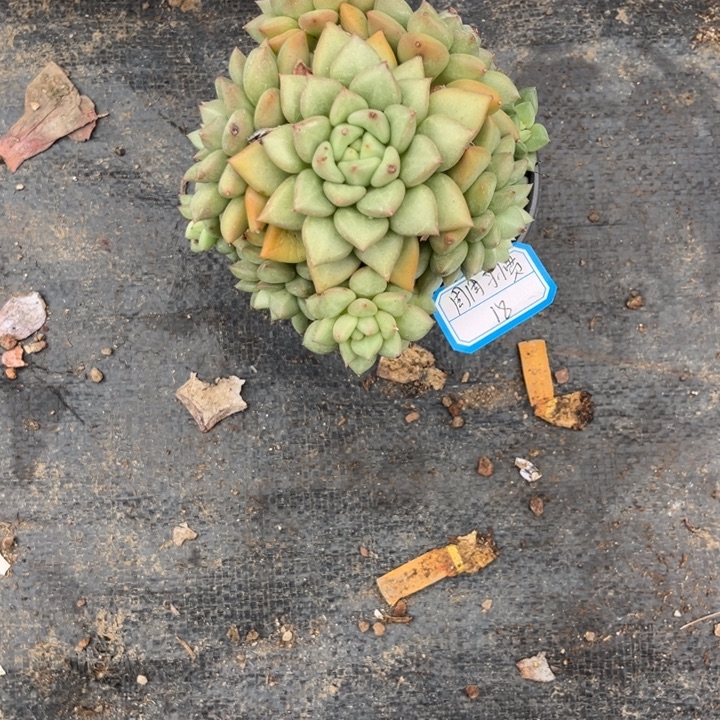 周***鱼象牙多肉植物，，，，。