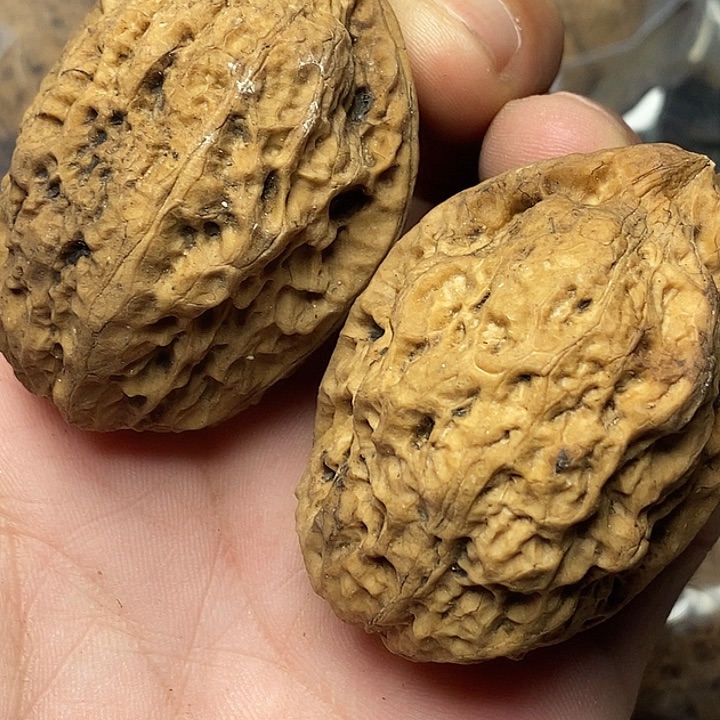 文玩核桃把件云南铁核桃51