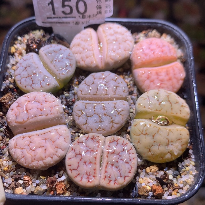 精品生石花116.150