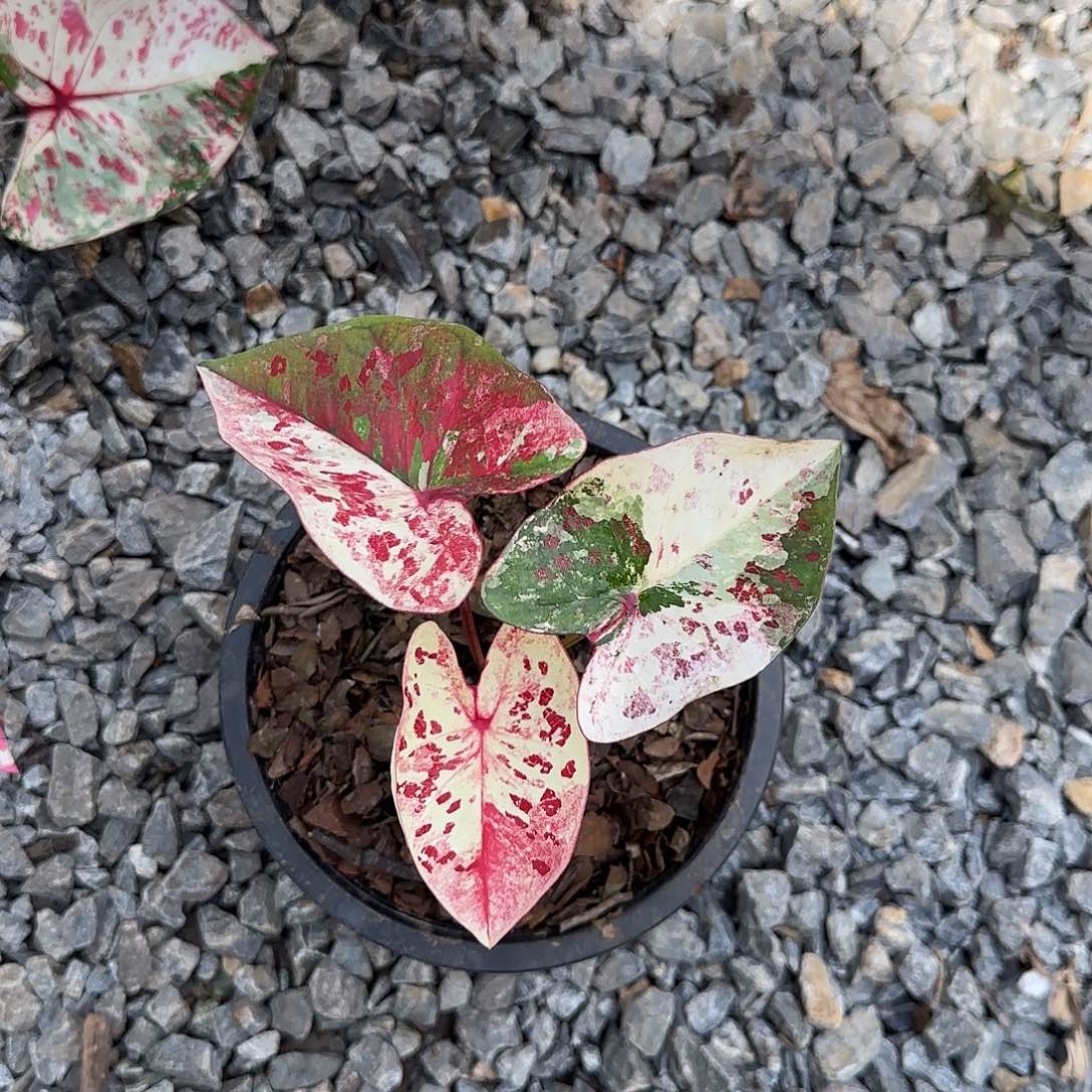 完全开放一物一拍花脸个体