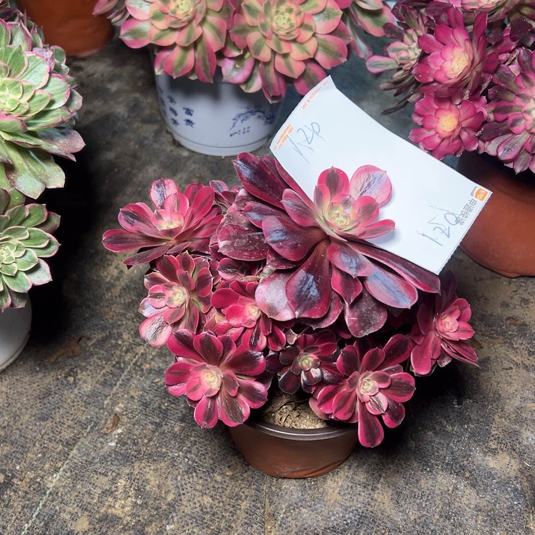 阳***米120多肉00000000000000